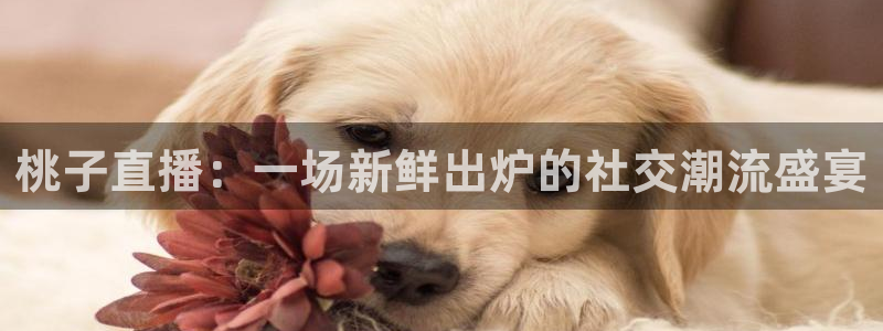 nba说球帝直播：桃子直播：一场新鲜出炉的社交潮流盛宴